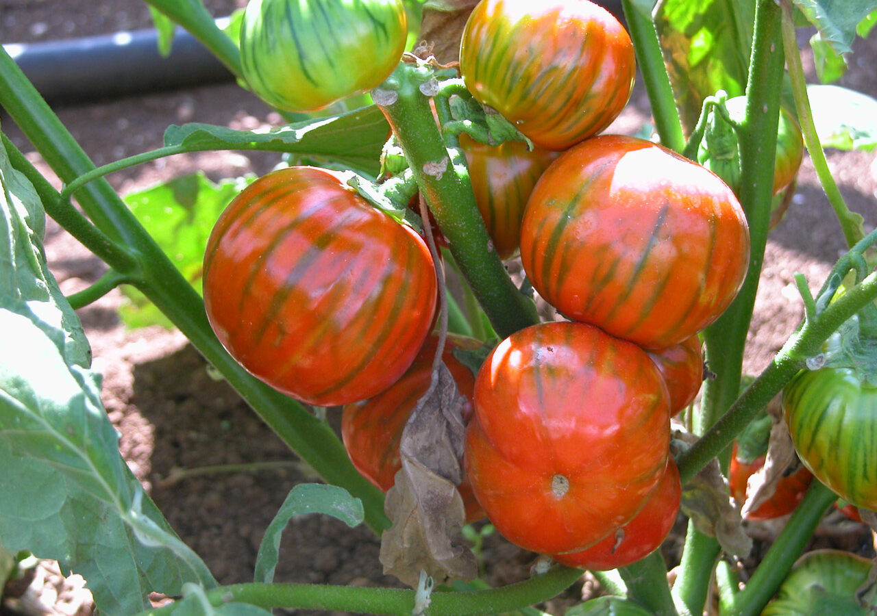 Melanzana Rossa di Rotonda