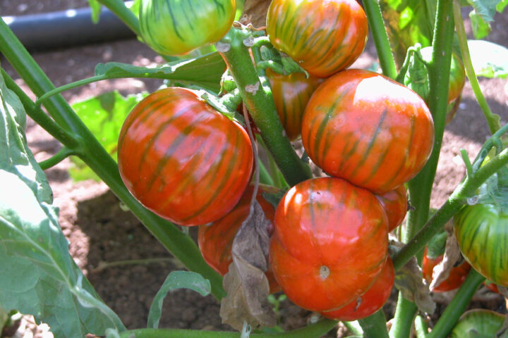 Melanzana Rossa di Rotonda